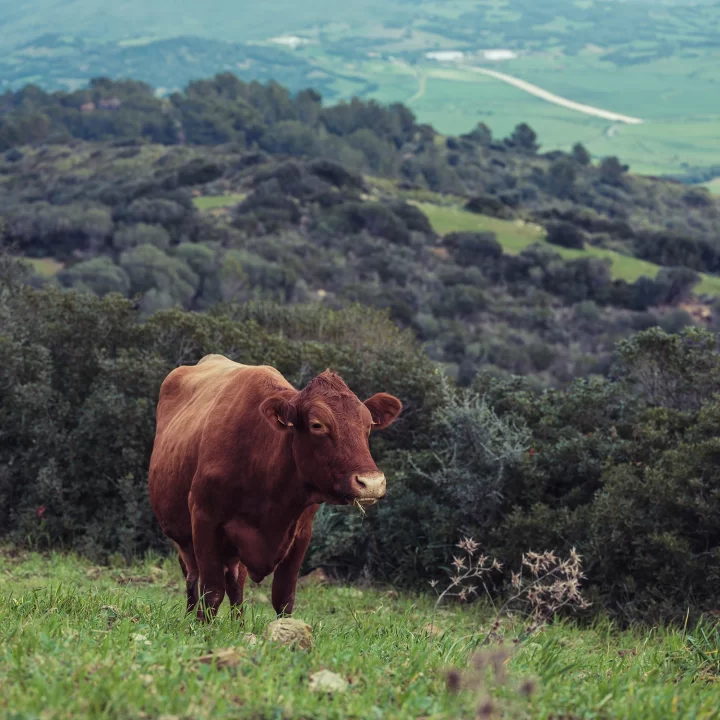 brown-cow-on-grassy-hill-in-menorca-2026-01-09-10-56-30-utc copia