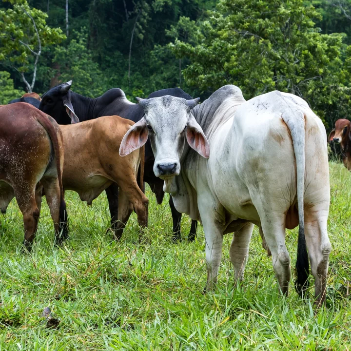 close-up-of-a-group-of-young-bulls-in-tropical-cos-2026-01-11-10-20-23-utc copia