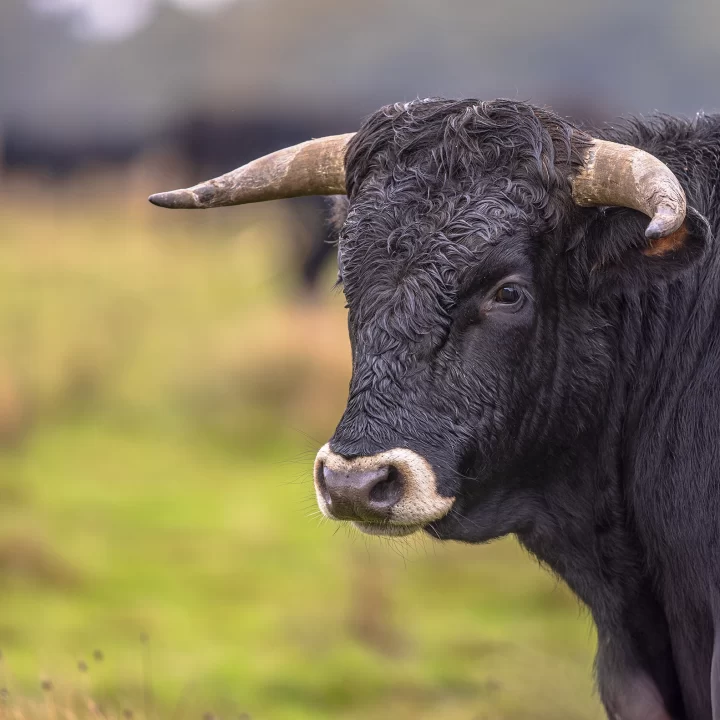 portrait-of-sayaguesa-is-a-spanish-breed-of-cattle-2026-01-09-12-05-12-utc copia
